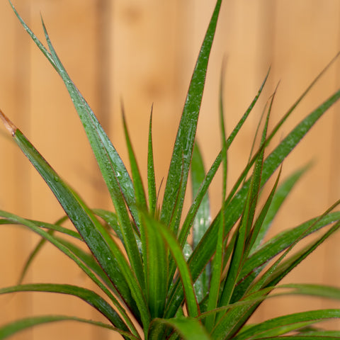 Dracaena Marginata