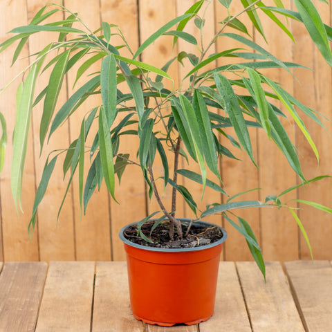 Ficus Alli