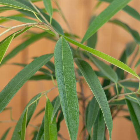 Ficus Alli