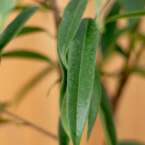 Ficus Alli