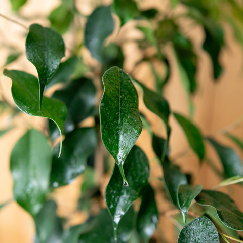 Ficus Benjamina