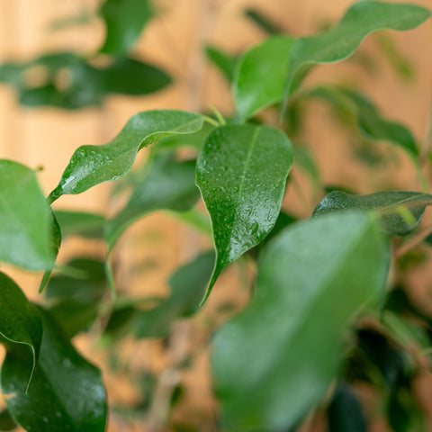 Ficus Benjamina