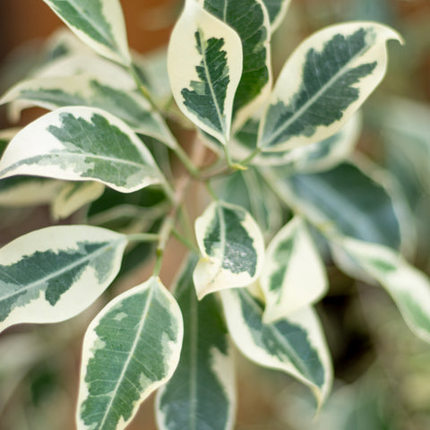 Ficus Macrocarpa