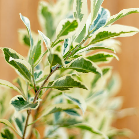 Ficus Macrocarpa