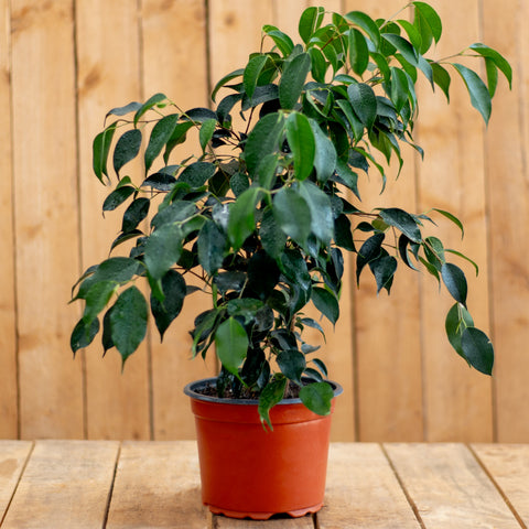 Ficus Naomi