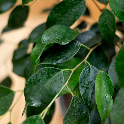 Ficus Naomi