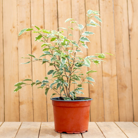 Ficus Samantha