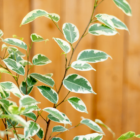 Ficus Samantha