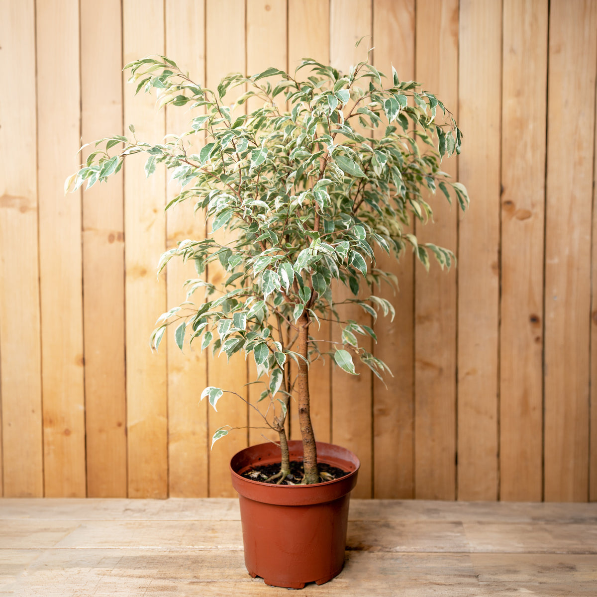 Ficus Samantha