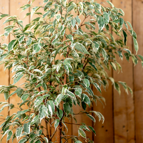 Ficus Samantha