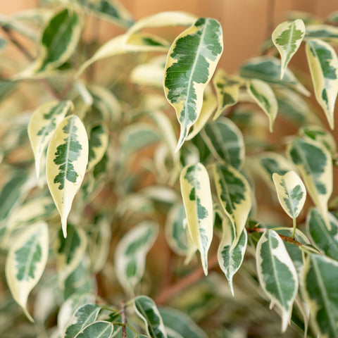 Ficus Samantha