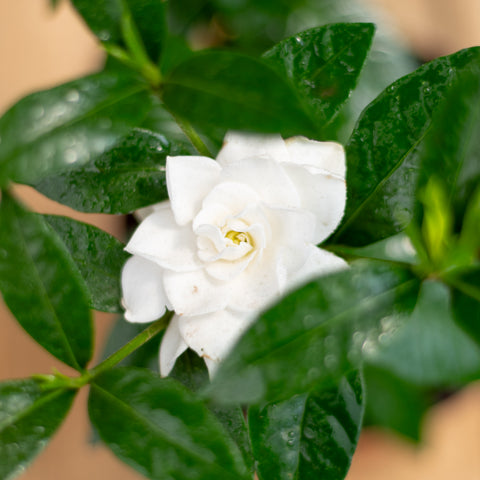 Gardenia