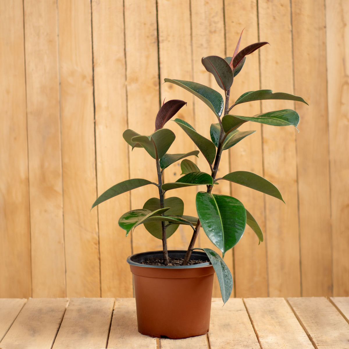 Gomero Verde