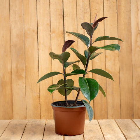 Gomero Verde
