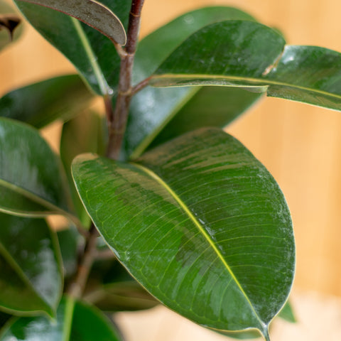 Gomero Verde