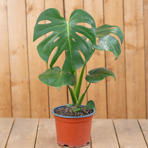 Monstera Deliciosa