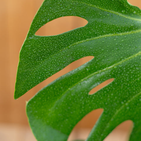Monstera Deliciosa