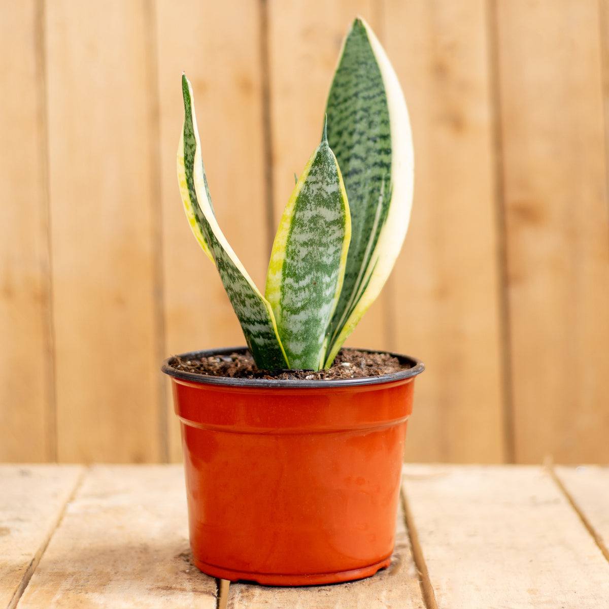 Sansevieria Superba