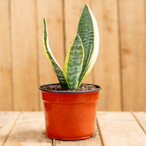 Sansevieria Superba