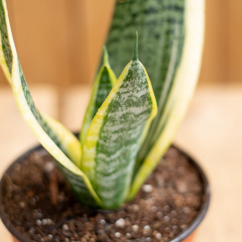 Sansevieria Superba