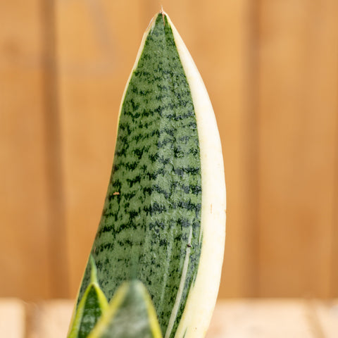 Sansevieria Superba