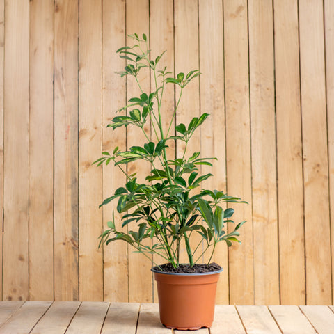Schefflera