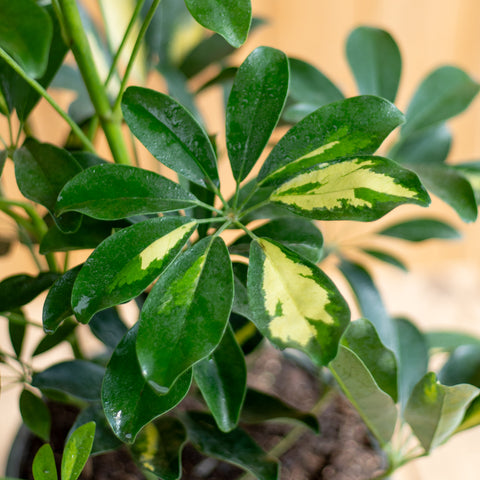 Schefflera