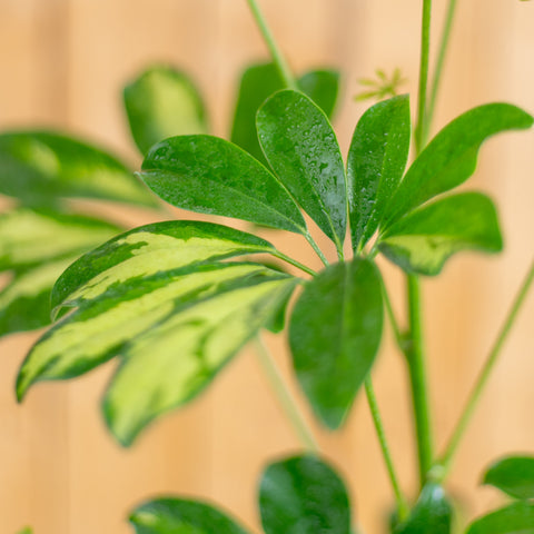 Schefflera