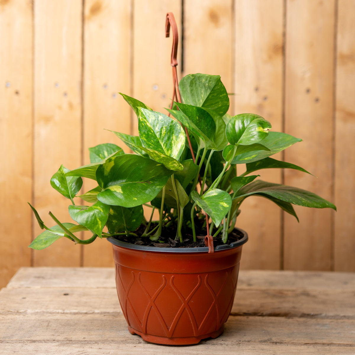 Pothos Aureus