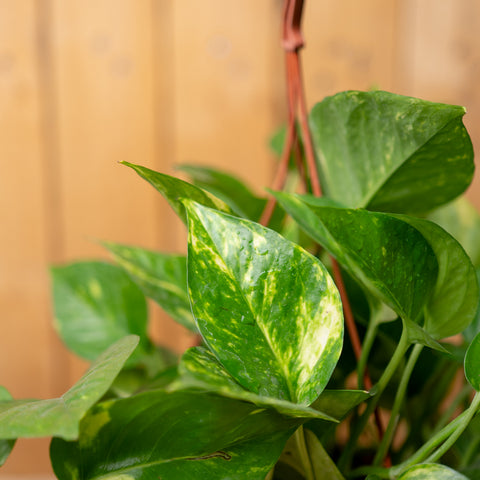 Pothos Aureus