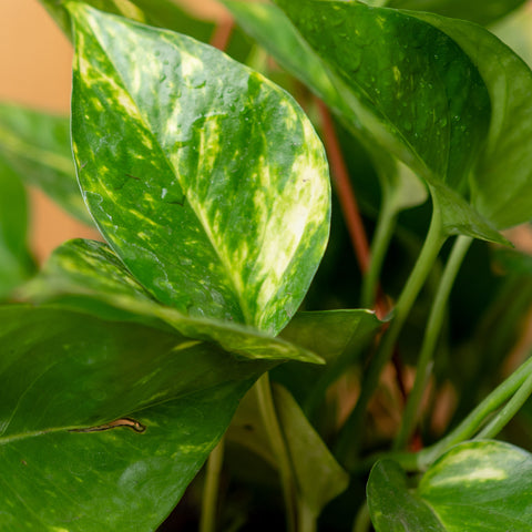 Pothos Aureus