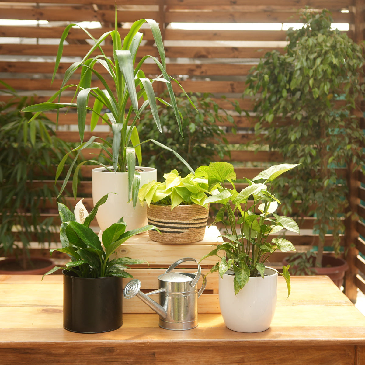 Kit Verde Tropical