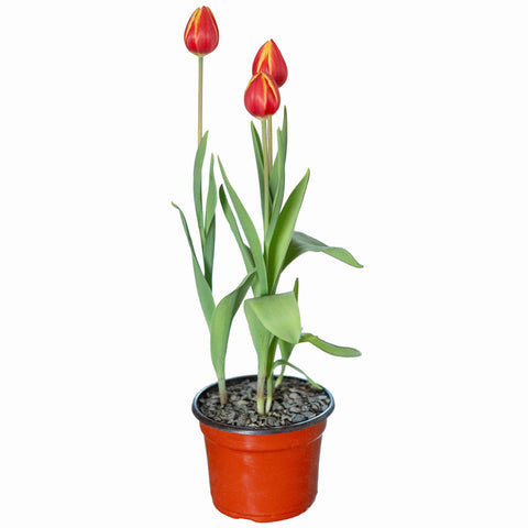 Tulipanes