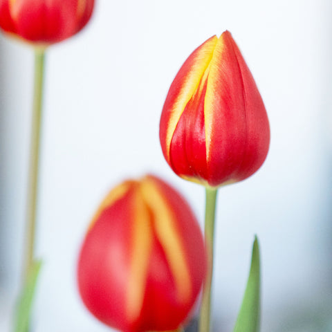 Tulipanes