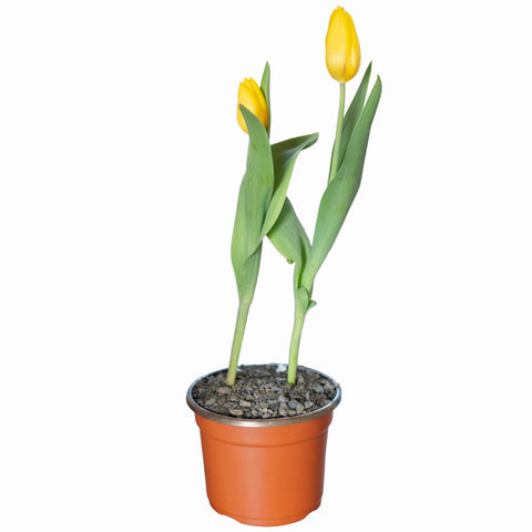 Tulipanes
