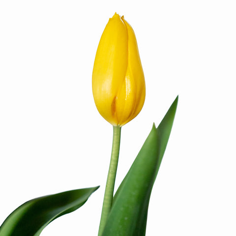Tulipanes