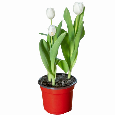 Tulipanes