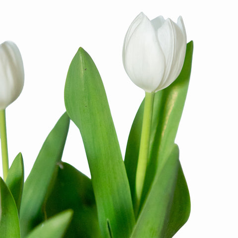 Tulipanes