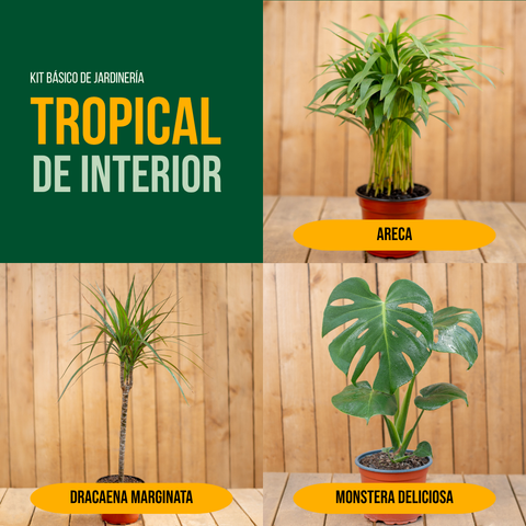 Kit Tropical de Interior