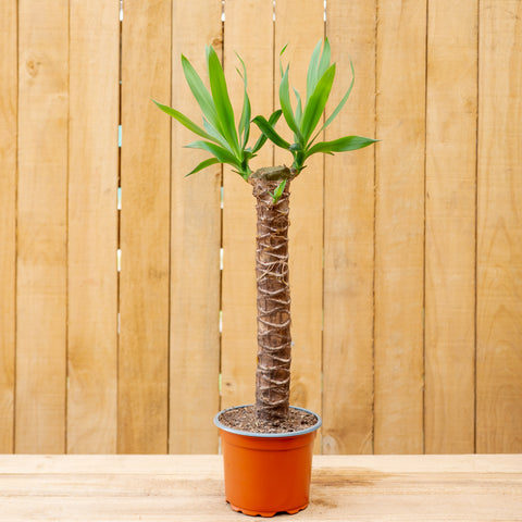 Yucca