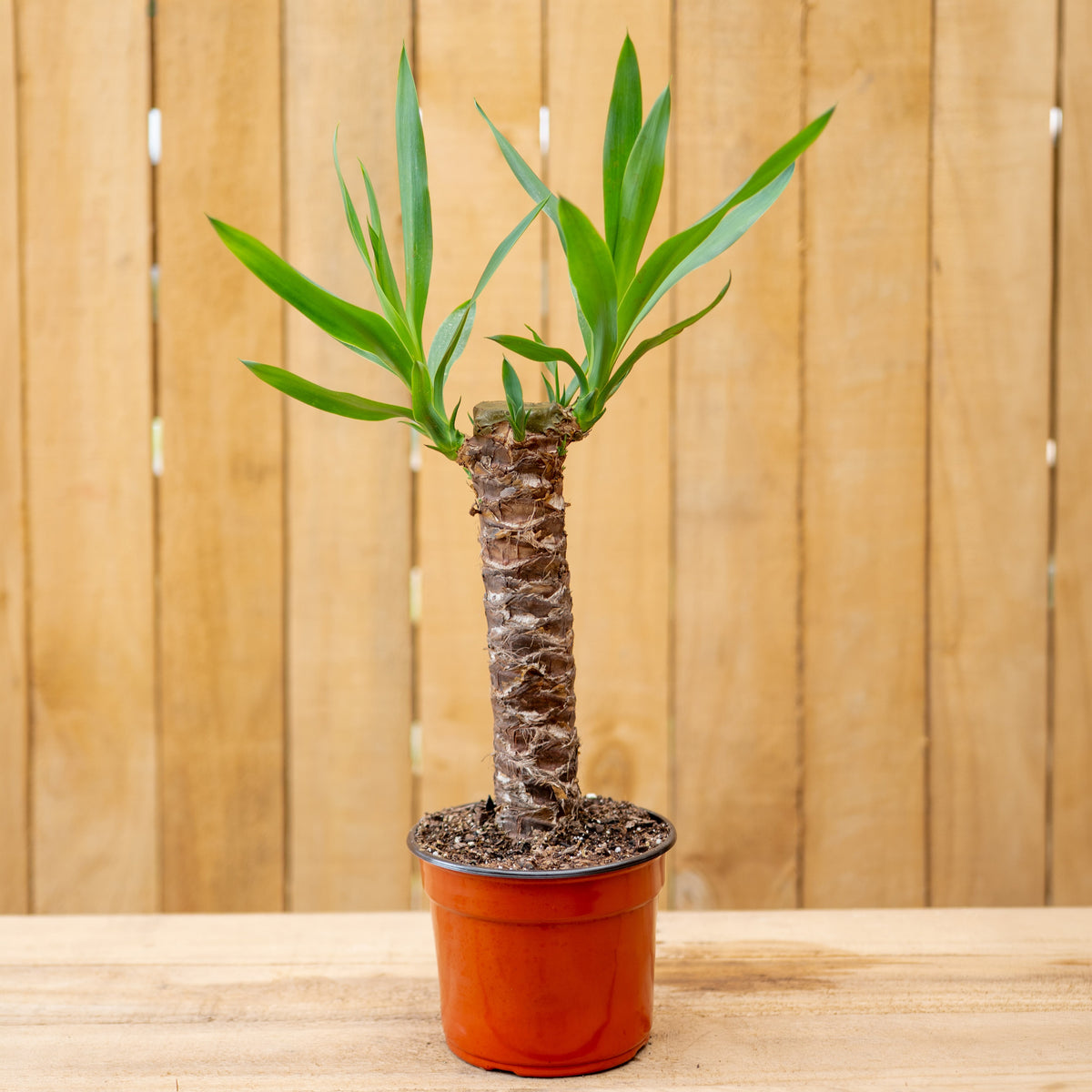 Yucca