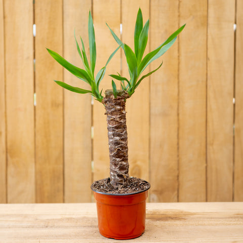Yucca