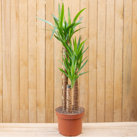 Yucca